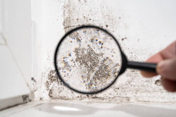 Best Residential Mold Inspection & Testing  in Pepper Pike, OH